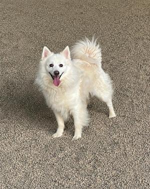 A fluffy white Japanese Spitz dog stands on a gravelly surface, looking at the camera with its tongue out.
