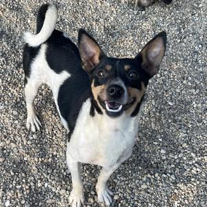 Cinco, Rat Terrier, adult, available for adoption
