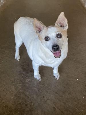 A small white dog with pointed ears and a black nose, standing on a concrete floor and looking up with its mouth open.