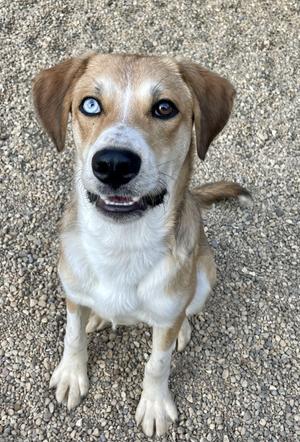 A dog with a white and brown coat, sitting on a gravel surface, looking up with bright blue eyes.