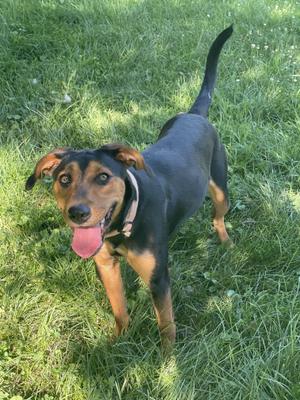 A black and brown dog with floppy ears and a pink tongue sticking out, standing on a grassy field.