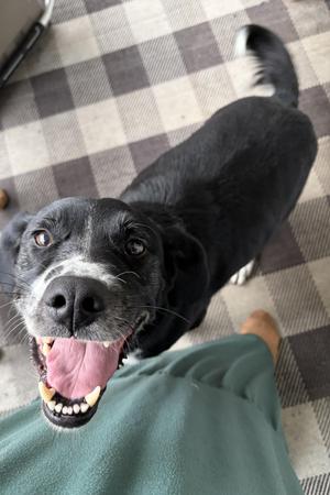 Buck, Black Labrador Retriever, adult, available for adoption
