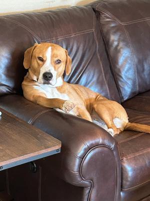 Gus (in foster - appointment only), Beagle, adult, available for adoption