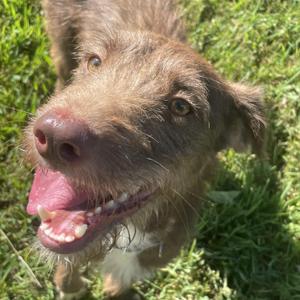 Jenna, Mixed Breed, young, available for adoption
