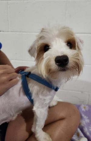 Bo, Yorkshire Terrier, young, available for adoption