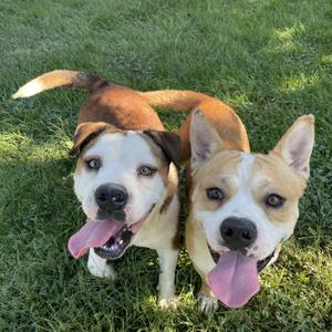 Caleb, English Bulldog / Husky, young, available for adoption