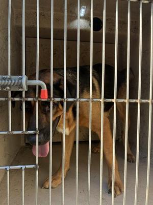 ROSEBUD, German Shepherd Dog, adult, available for adoption