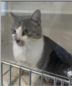 Tahoe, adult, available for adoption