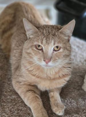 Emerson, adult, available for adoption