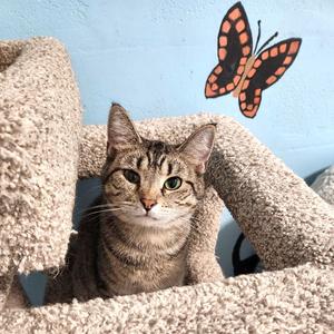 Cass Elliot, young, available for adoption