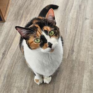 Sylvie, adult, available for adoption