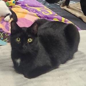 Whisper, adult, available for adoption