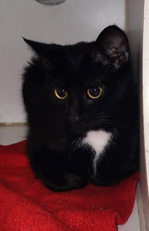 Cali, adult, available for adoption