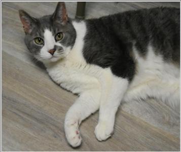 Spielberg, senior, available for adoption