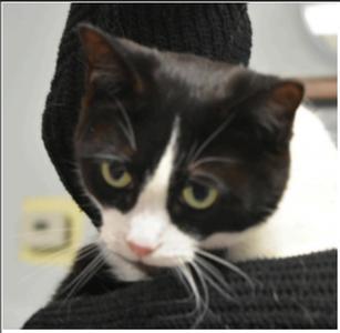 Bugsy, young, available for adoption