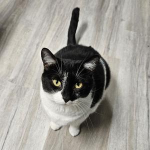 Tulip, adult, available for adoption