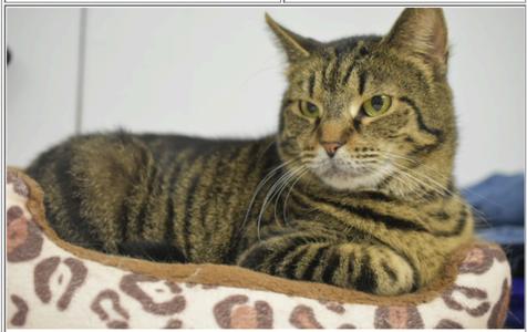 Ember, adult, available for adoption