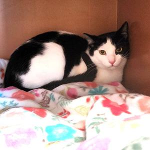 Dimitri, adult, available for adoption