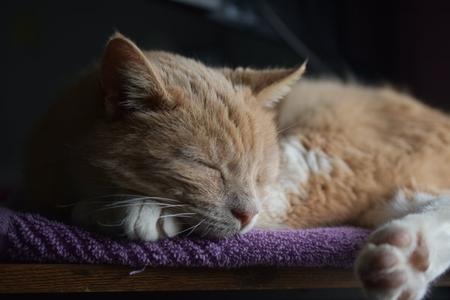 Iroh, senior, available for adoption