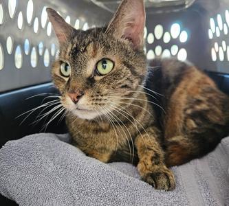 Beverly, senior, available for adoption