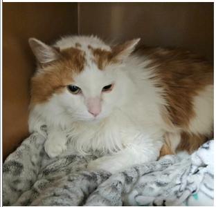 Otis, adult, available for adoption