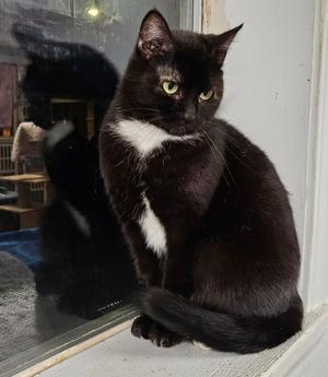 Bunny, young, available for adoption
