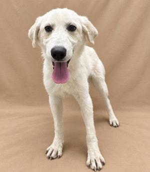 A white dog with a pink tongue sticking out, standing on a brown background.