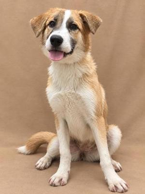 A brown and white dog sitting on a brown background