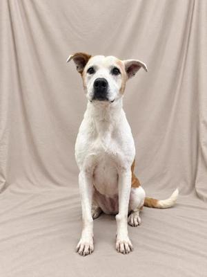 A white and tan dog sitting on a beige background