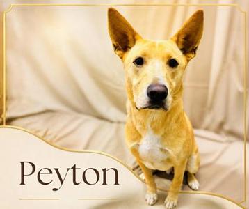 Peyton, Mixed Breed, available for adoption