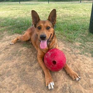 A brown dog lying on the ground with a red ball.