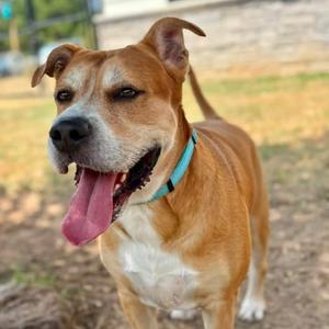 BB, Terrier, senior, available for adoption