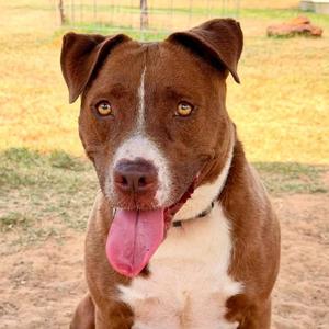 Amber, Terrier, adult, available for adoption