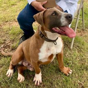 Miko, Terrier, adult, available for adoption