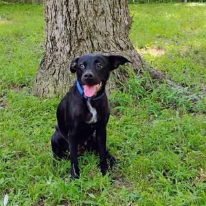 Elvira, Retriever, Labrador, adult, available for adoption
