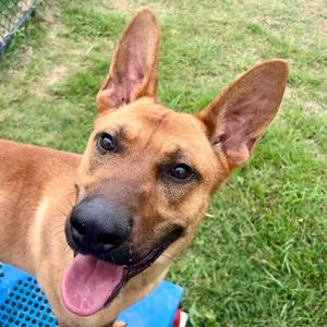 A close-up of a brown dog with large ears and its tongue hanging out, standing on grass.