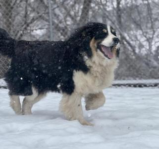 Maisy, Australian Shepherd / Bernese Mountain Dog, young, available for adoption