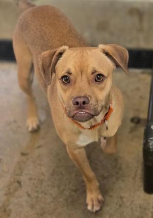 Louis, Mixed Breed, puppy, available for adoption