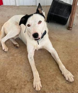 Pongo, Border Collie, young, available for adoption