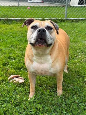 Ruth, Mixed Breed, senior, available for adoption