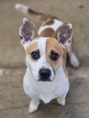 A.T, Mixed Breed, adult, available for adoption