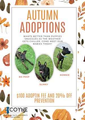 Autumn Adoptions: What's better than puppies snuggles as the weather gets chillier? Come meet our babies today! Three dogs are featured: Bo Peep, Slinky, and Bonnie. $100 adoptin fee and 20% off prevention.
