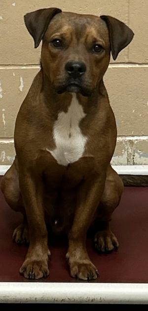 Theodore, American Bully, young, available for adoption
