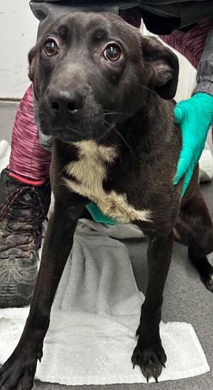 Junie, Mixed Breed, young, available for adoption