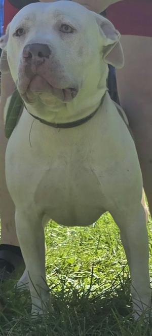 A white dog standing on grass, wearing a black collar, with a person's legs visible in the background.