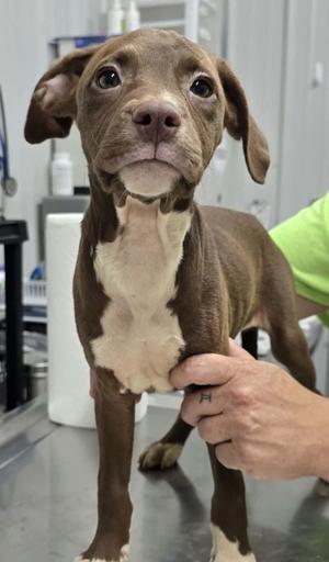 Lady J, Terrier/Mixed Breed, puppy, available for adoption