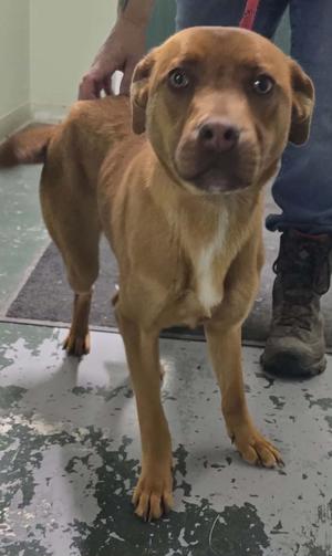 A medium-sized brown dog with a white chest marking stands indoors, looking at the camera.