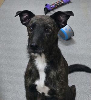 Dobby, Wirehaired Terrier, adult, available for adoption