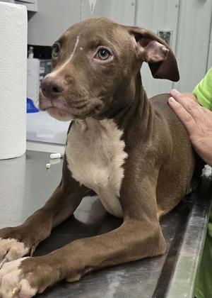 Browny, Terrier/Mixed Breed, puppy, available for adoption