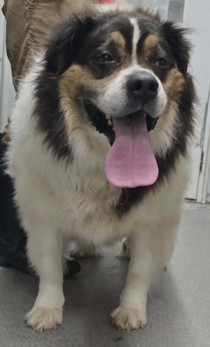 A large, fluffy dog with black, white, and tan markings sits with its tongue hanging out.